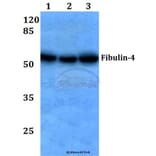 Anti-Fibulin-4 (D123) Antibody from Bioworld Technology (BS3119) - Antibodies.com