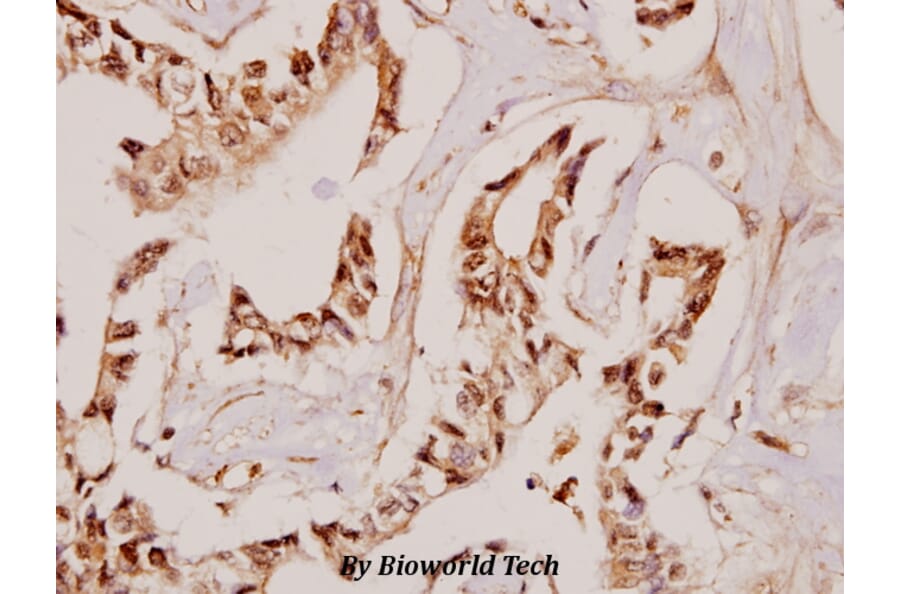 Anti-Fibulin-4 (D123) Antibody from Bioworld Technology (BS3119) - Antibodies.com