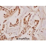 Anti-Fibulin-4 (D123) Antibody from Bioworld Technology (BS3119) - Antibodies.com