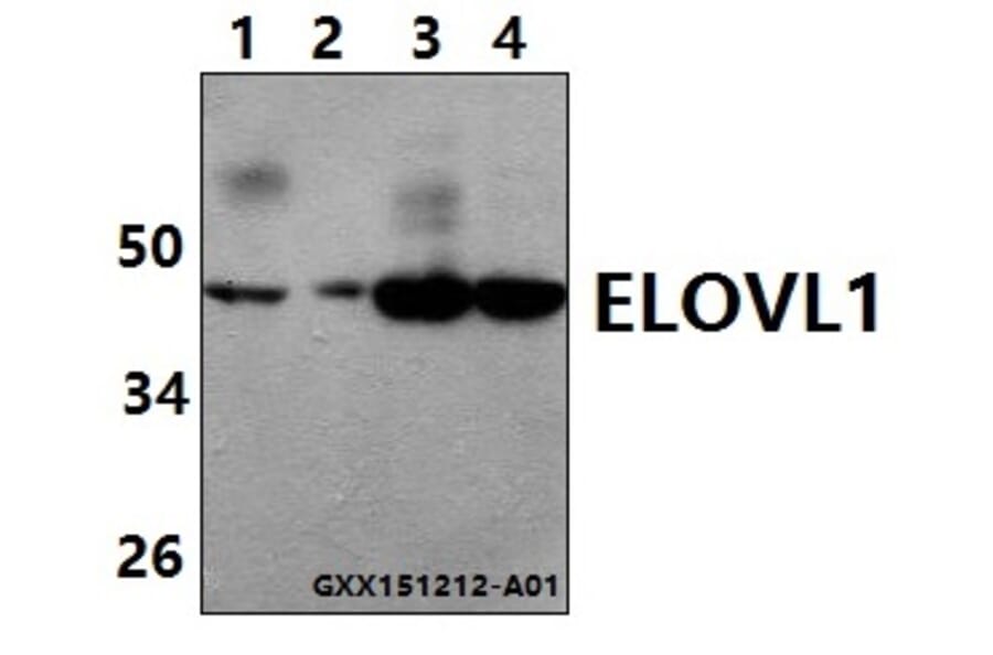 Anti-ELOVL1 (F139) Antibody from Bioworld Technology (BS3121) - Antibodies.com