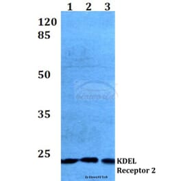 Anti-KDEL Receptor 2 (L119) Antibody from Bioworld Technology (BS3123) - Antibodies.com