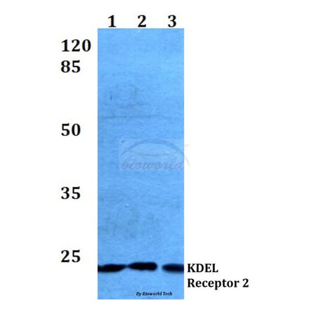 Anti-KDEL Receptor 2 (L119) Antibody from Bioworld Technology (BS3123) - Antibodies.com