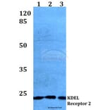 Anti-KDEL Receptor 2 (L119) Antibody from Bioworld Technology (BS3123) - Antibodies.com