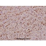 Anti-KDEL Receptor 2 (L119) Antibody from Bioworld Technology (BS3123) - Antibodies.com