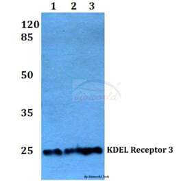 Anti-KDEL Receptor 3 (L95) Antibody from Bioworld Technology (BS3124) - Antibodies.com