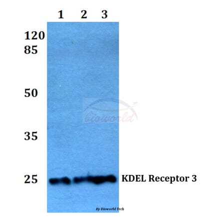 Anti-KDEL Receptor 3 (L95) Antibody from Bioworld Technology (BS3124) - Antibodies.com