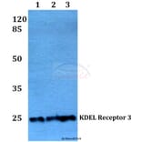 Anti-KDEL Receptor 3 (L95) Antibody from Bioworld Technology (BS3124) - Antibodies.com