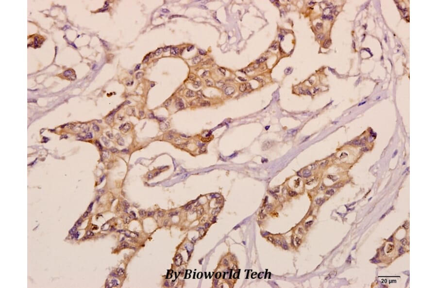 Anti-KDEL Receptor 3 (L95) Antibody from Bioworld Technology (BS3124) - Antibodies.com