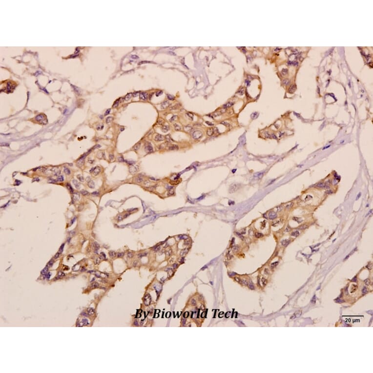 Anti-KDEL Receptor 3 (L95) Antibody from Bioworld Technology (BS3124) - Antibodies.com