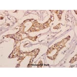 Anti-KDEL Receptor 3 (L95) Antibody from Bioworld Technology (BS3124) - Antibodies.com