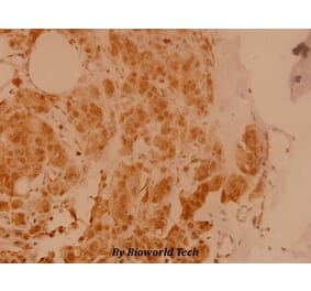 Anti-eIF5B (H1086) Antibody from Bioworld Technology (BS3125) - Antibodies.com