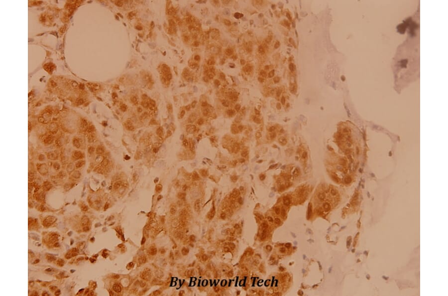 Anti-eIF5B (H1086) Antibody from Bioworld Technology (BS3125) - Antibodies.com