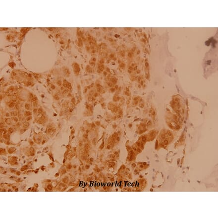 Anti-eIF5B (H1086) Antibody from Bioworld Technology (BS3125) - Antibodies.com