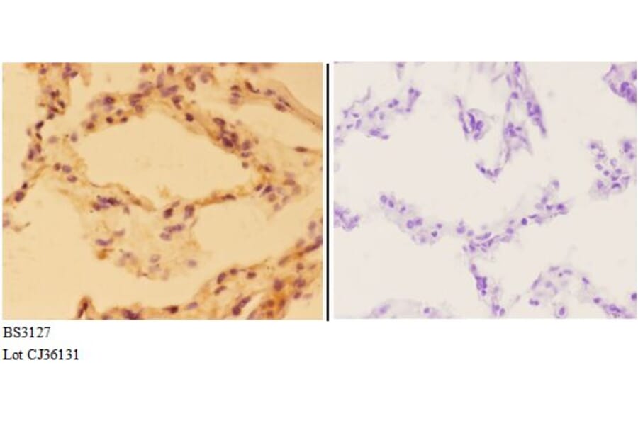 Anti-Aldolase B (W148) Antibody from Bioworld Technology (BS3127) - Antibodies.com