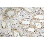 Anti-GRB14 (D123) Antibody from Bioworld Technology (BS3130) - Antibodies.com