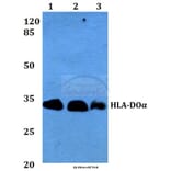 Anti-HLA-DOα (V111) Antibody from Bioworld Technology (BS3134) - Antibodies.com
