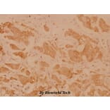 Anti-HLA-DOα (V111) Antibody from Bioworld Technology (BS3134) - Antibodies.com