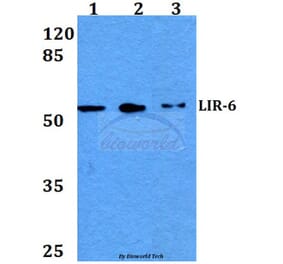 Anti-LIR-6 (F83) Antibody from Bioworld Technology (BS3138) - Antibodies.com