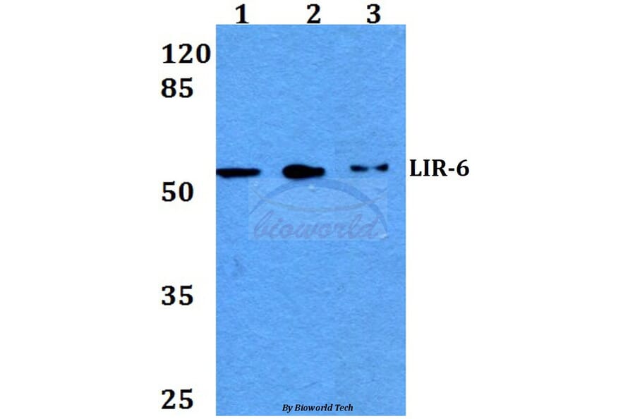 Anti-LIR-6 (F83) Antibody from Bioworld Technology (BS3138) - Antibodies.com