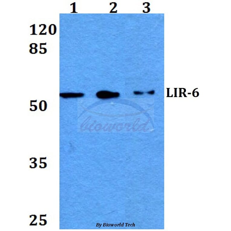 Anti-LIR-6 (F83) Antibody from Bioworld Technology (BS3138) - Antibodies.com