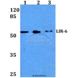 Anti-LIR-6 (F83) Antibody from Bioworld Technology (BS3138) - Antibodies.com