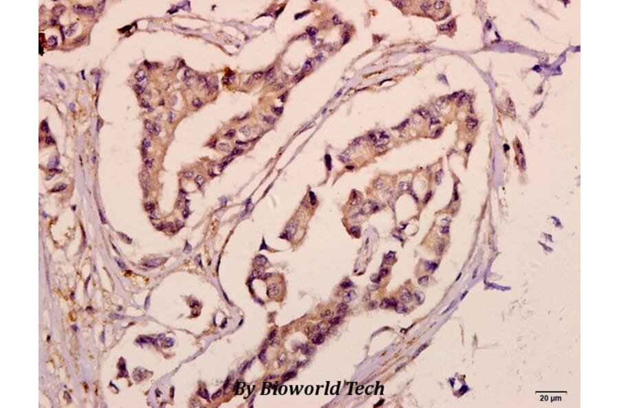 Anti-ACSL6 (D531) Antibody from Bioworld Technology (BS3140) - Antibodies.com