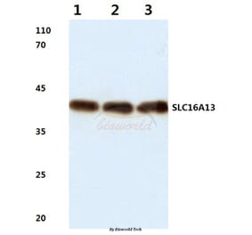 Anti-SLC16A13 (L423) Antibody from Bioworld Technology (BS3143) - Antibodies.com