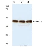 Anti-SLC16A13 (L423) Antibody from Bioworld Technology (BS3143) - Antibodies.com