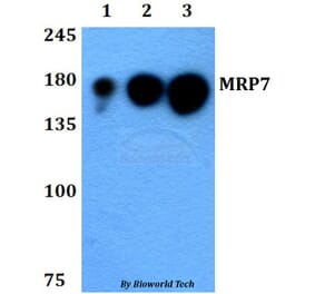 Anti-MRP7 (E865) Antibody from Bioworld Technology (BS3144) - Antibodies.com