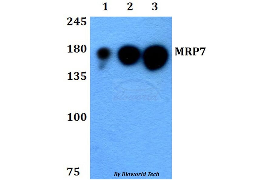 Anti-MRP7 (E865) Antibody from Bioworld Technology (BS3144) - Antibodies.com