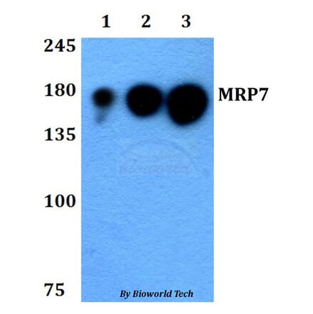 Anti-MRP7 (E865) Antibody from Bioworld Technology (BS3144) - Antibodies.com