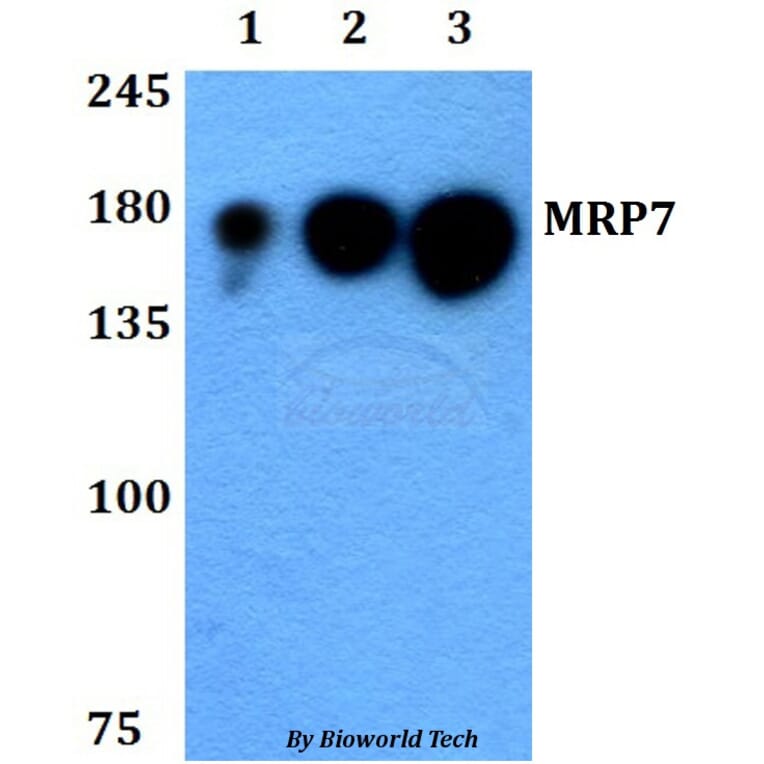 Anti-MRP7 (E865) Antibody from Bioworld Technology (BS3144) - Antibodies.com