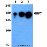Anti-MRP7 (E865) Antibody from Bioworld Technology (BS3144) - Antibodies.com