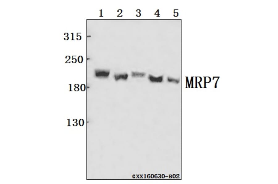 Anti-MRP7 (E865) Antibody from Bioworld Technology (BS3144) - Antibodies.com