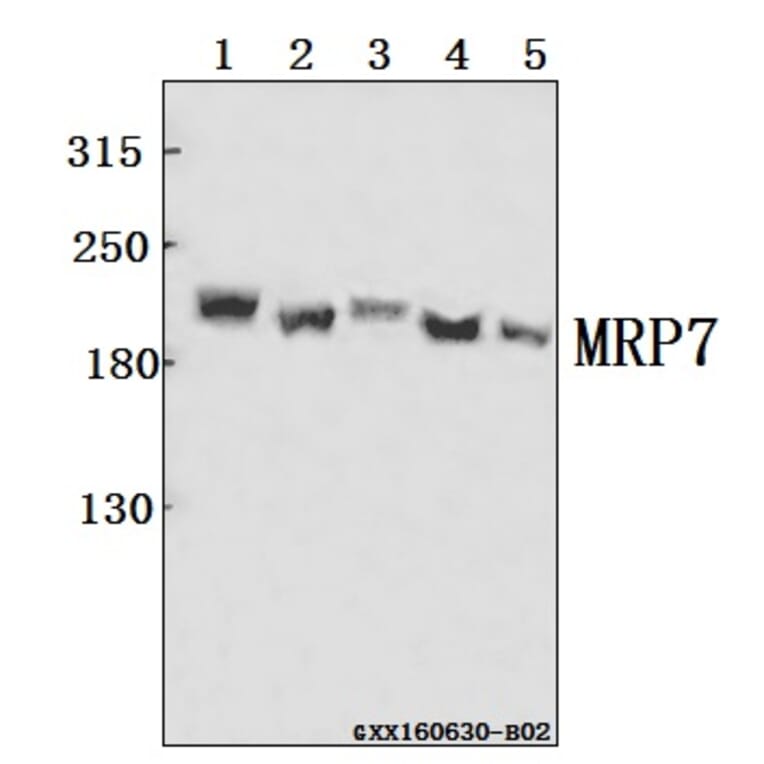Anti-MRP7 (E865) Antibody from Bioworld Technology (BS3144) - Antibodies.com