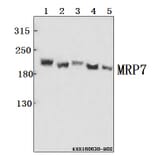 Anti-MRP7 (E865) Antibody from Bioworld Technology (BS3144) - Antibodies.com