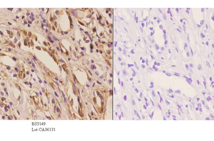 Anti-NXF3 (N104) Antibody from Bioworld Technology (BS3149) - Antibodies.com