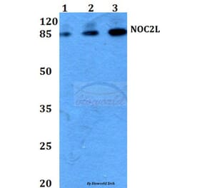 Anti-NOC2L (I634) Antibody from Bioworld Technology (BS3150) - Antibodies.com