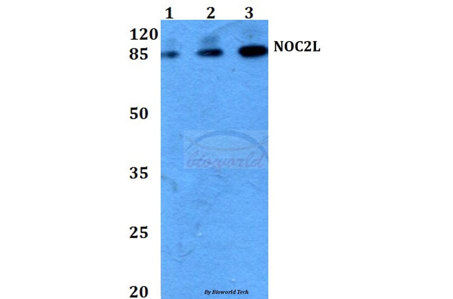 Anti-NOC2L (I634) Antibody from Bioworld Technology (BS3150) - Antibodies.com