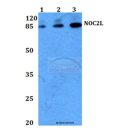 Anti-NOC2L (I634) Antibody from Bioworld Technology (BS3150) - Antibodies.com