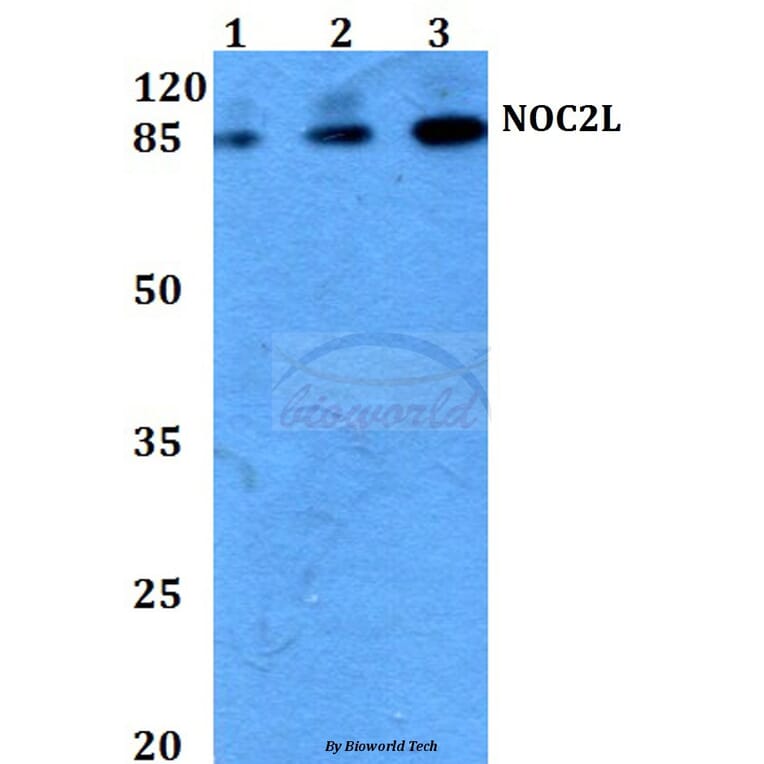 Anti-NOC2L (I634) Antibody from Bioworld Technology (BS3150) - Antibodies.com