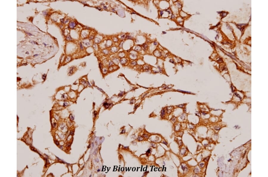 Anti-NOC2L (I634) Antibody from Bioworld Technology (BS3150) - Antibodies.com