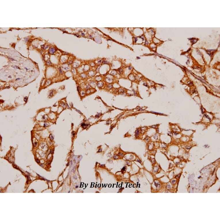 Anti-NOC2L (I634) Antibody from Bioworld Technology (BS3150) - Antibodies.com