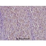 Anti-PAI-3 (L291) Antibody from Bioworld Technology (BS3152) - Antibodies.com