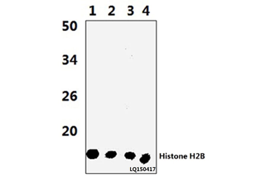 Anti-Histone H2B (P8) Antibody from Bioworld Technology (BS3153) - Antibodies.com