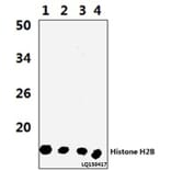 Anti-Histone H2B (P8) Antibody from Bioworld Technology (BS3153) - Antibodies.com