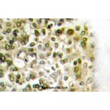 Anti-Histone H2B (P8) Antibody from Bioworld Technology (BS3153) - Antibodies.com