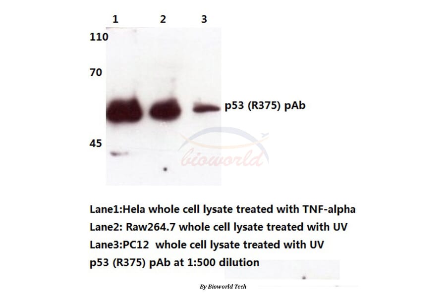 Anti-p53 (R375) Antibody from Bioworld Technology (BS3156) - Antibodies.com