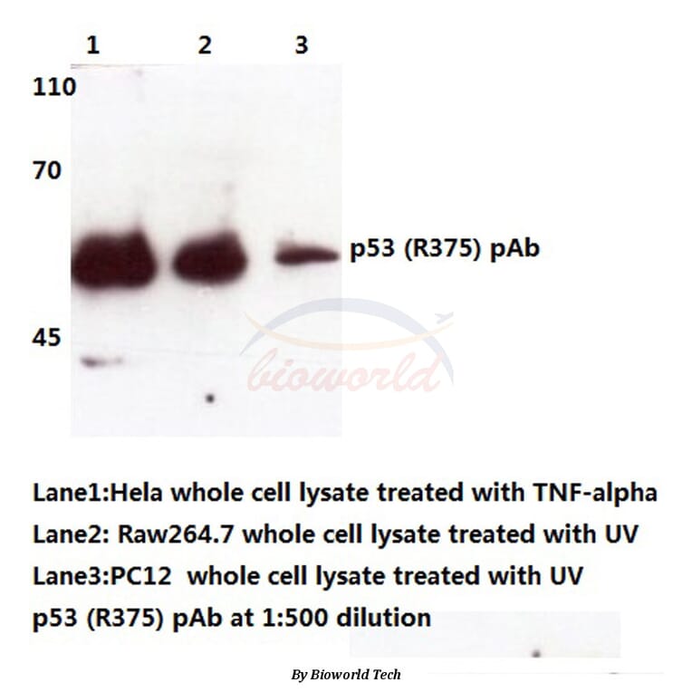 Anti-p53 (R375) Antibody from Bioworld Technology (BS3156) - Antibodies.com