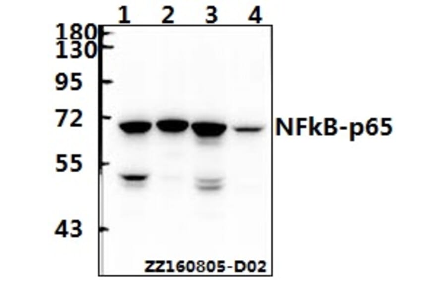 Anti-NFkB-p65 (K303) Antibody from Bioworld Technology (BS3157) - Antibodies.com